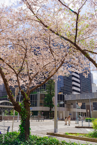 大阪梅田・春、横断歩道を渡る歩行者と桜の咲く風景