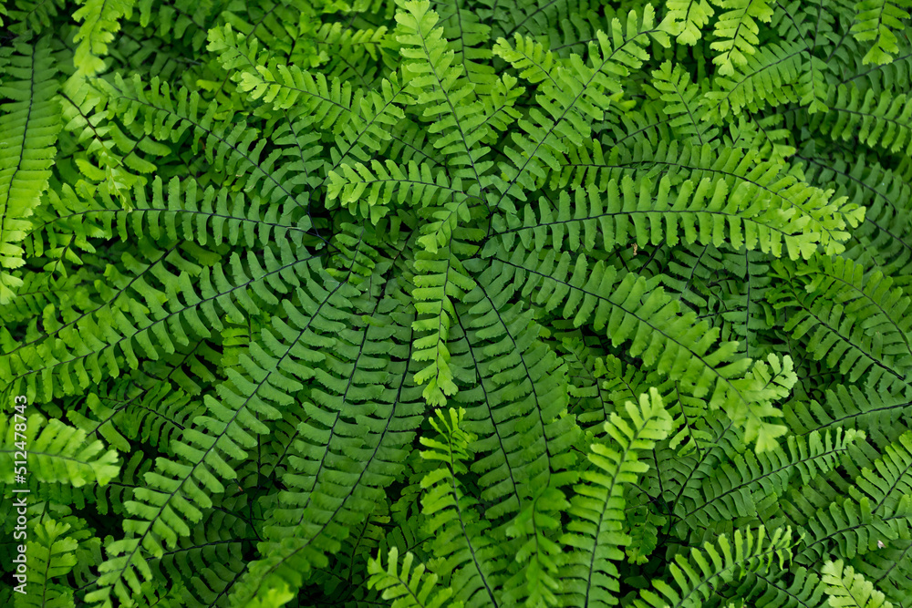 Fern leaved background close up Fern leaved background close up
