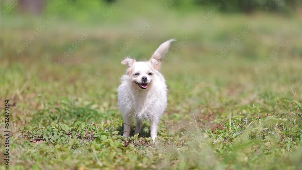 Face smiling dog. White small dog playing outside, happy in summer sunny day, wagging his tail, barking in garden at house. Face smiling dog. White small dog playing outside, happy in summer sunny day, wagging his tail, barking in garden at house.