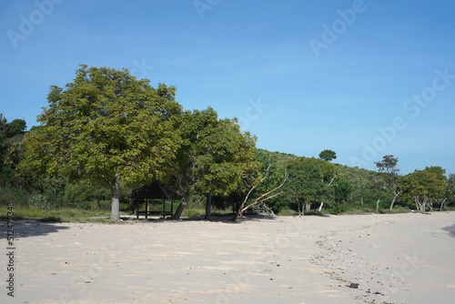 Trees, beach sand and blue sky