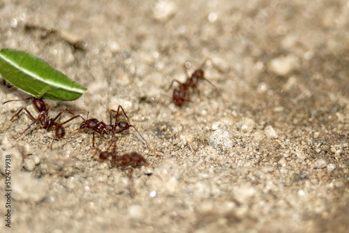 Leafcutter ants with a leaf in the Intag Valley outside of Apuela, Ecuador © Angela