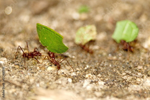 Leafcutter ants with a leaf in the Intag Valley outside of Apuela, Ecuador © Angela