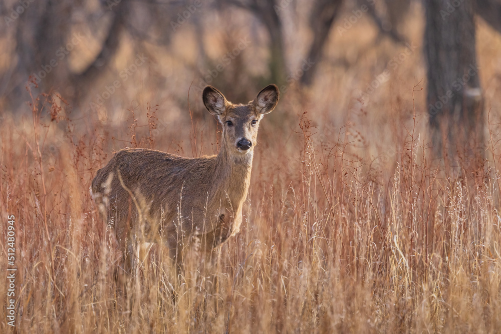 Deer in field Deer in field