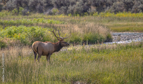 Elk in field  © Cheryl