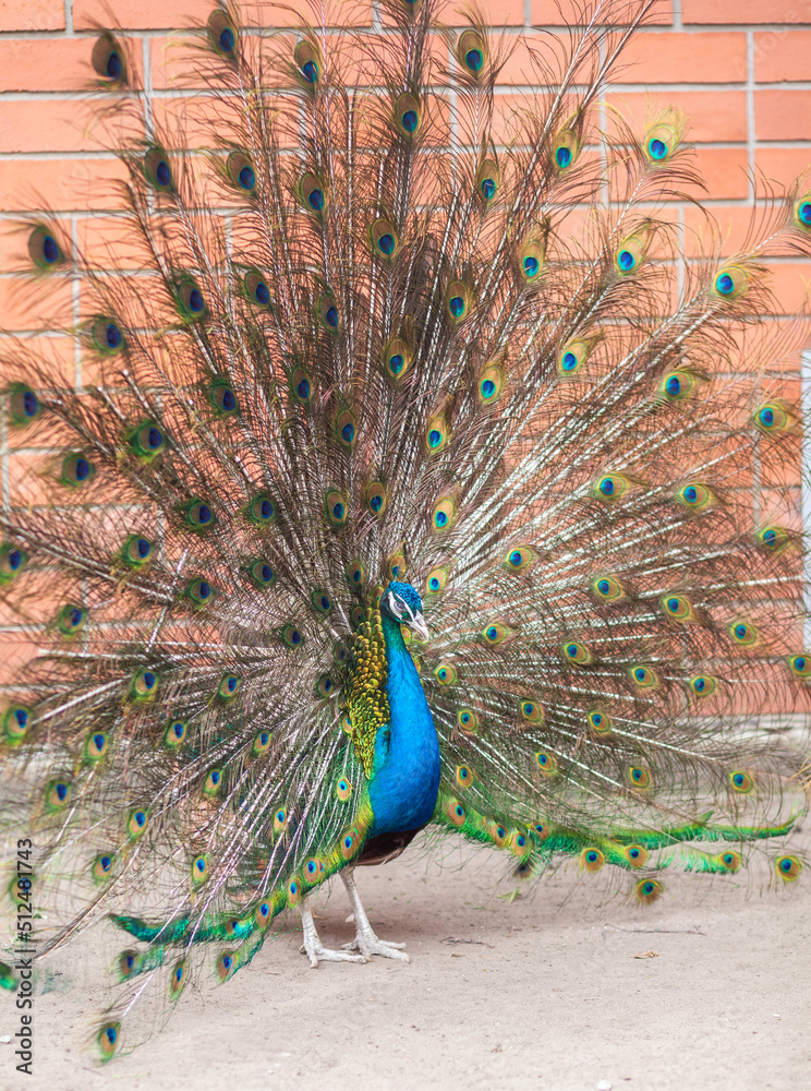 Obraz premium A beautiful peacock with fluffy tail in the zoo. The male attracts the female