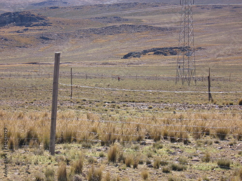 camelido y vicuñas en las montañas de peru 2020