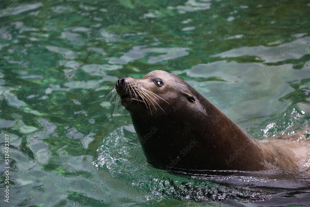 Naklejka premium California Sea lion swimming in a zoo pool enclosure.