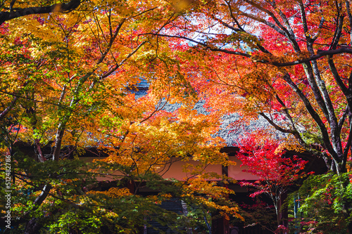                              -Red leaves in Kyoto-