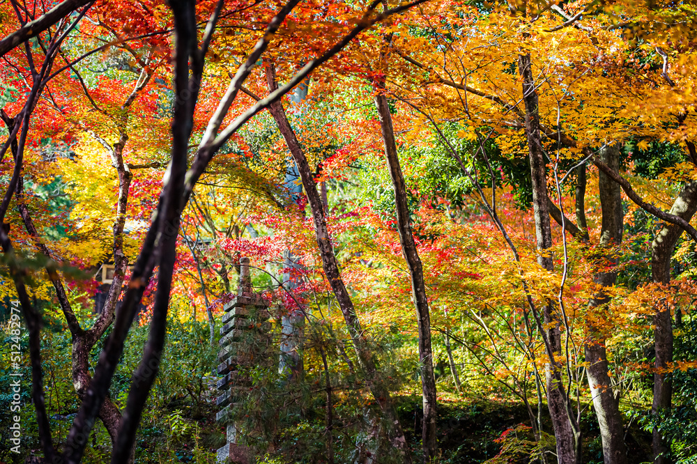 京都 常寂光寺の紅葉 -Red leaves in Kyoto-