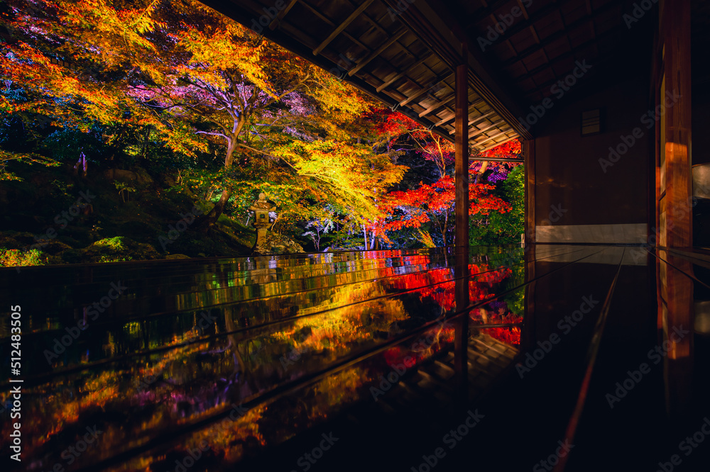 Fototapeta premium 京都 瑠璃光院の夜紅葉 -Red leaves in Kyoto-