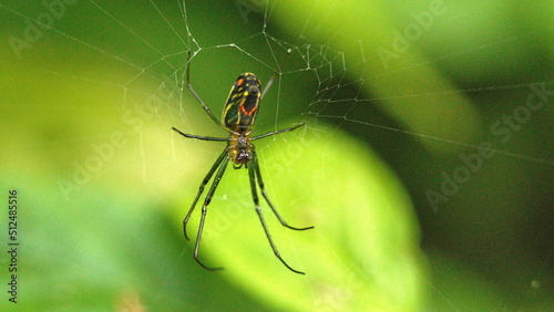 Orchard spider in a web in the Intag Valley outside of Apuela, Ecuador
