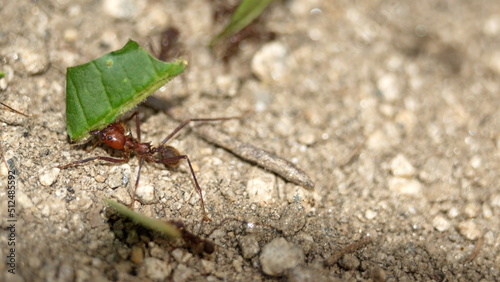 Leafcutter ant with a leaf in the Intag Valley outside of Apuela, Ecuador © Angela
