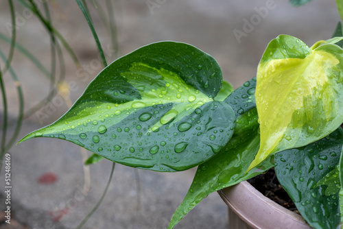 Variegated heart shape leaf philodendron closeup photo