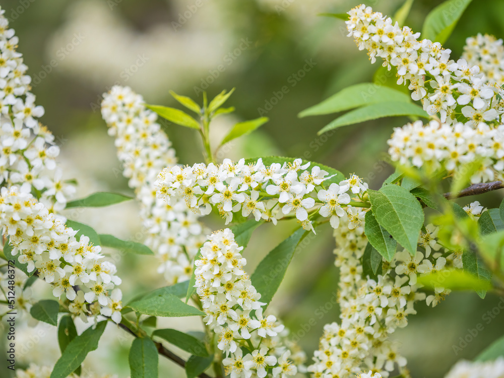 White flowers blooming bird cherry. Close-up of a Flowering Prunus padus Tree with White Little Blossoms White flowers blooming bird cherry. Close-up of a Flowering Prunus padus Tree with White Little Blossoms