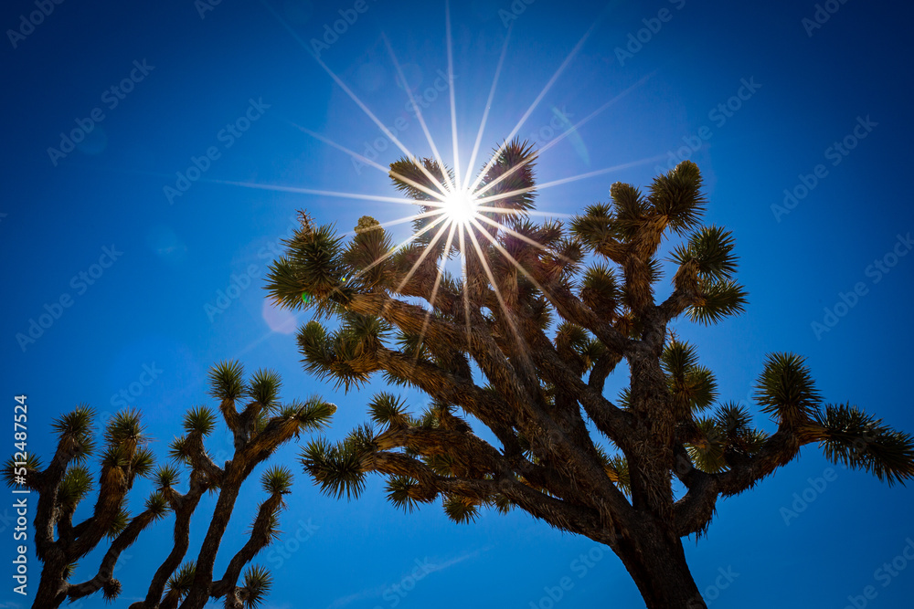 Obraz premium tree and sky Joshua tree