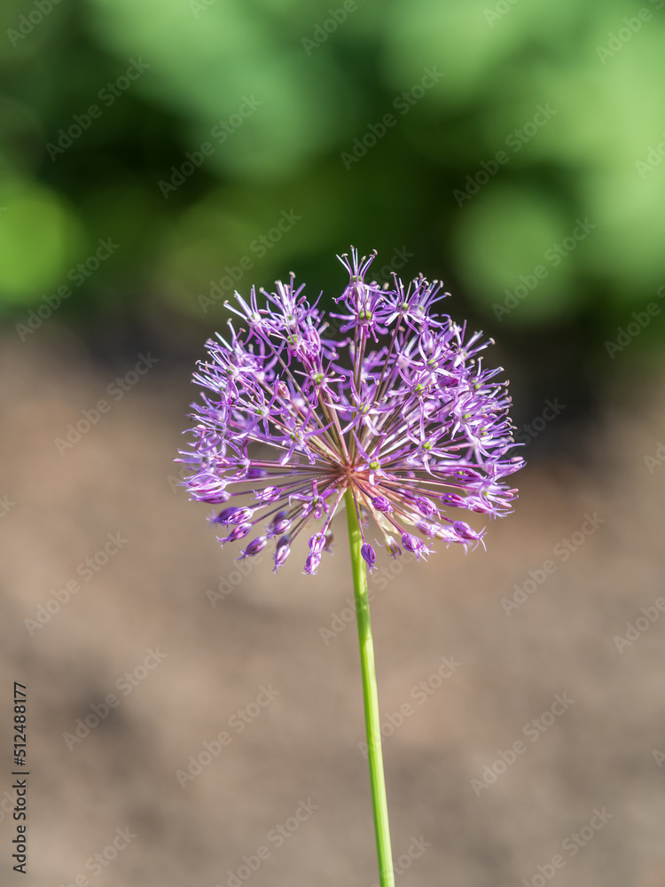 Close-up of the inflorescence of the Rosenbachian onion, Allium rosenbachianum, blooming in the garden Close-up of the inflorescence of the Rosenbachian onion, Allium rosenbachianum, blooming in the garden
