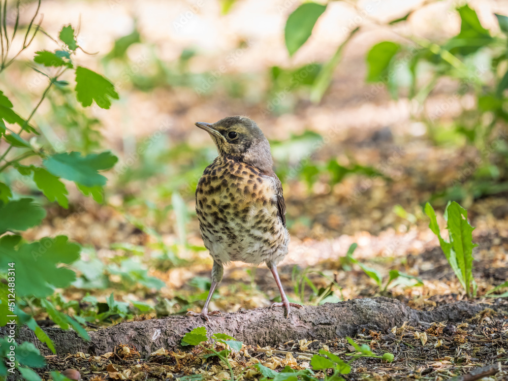 A fieldfare chick, Turdus pilaris, has left the nest and sitting on the spring lawn. A fieldfare chick sits on the ground and waits for food from its parents. A fieldfare chick, Turdus pilaris, has left the nest and sitting on the spring lawn. A fieldfare chick sits on the ground and waits for food from its parents.