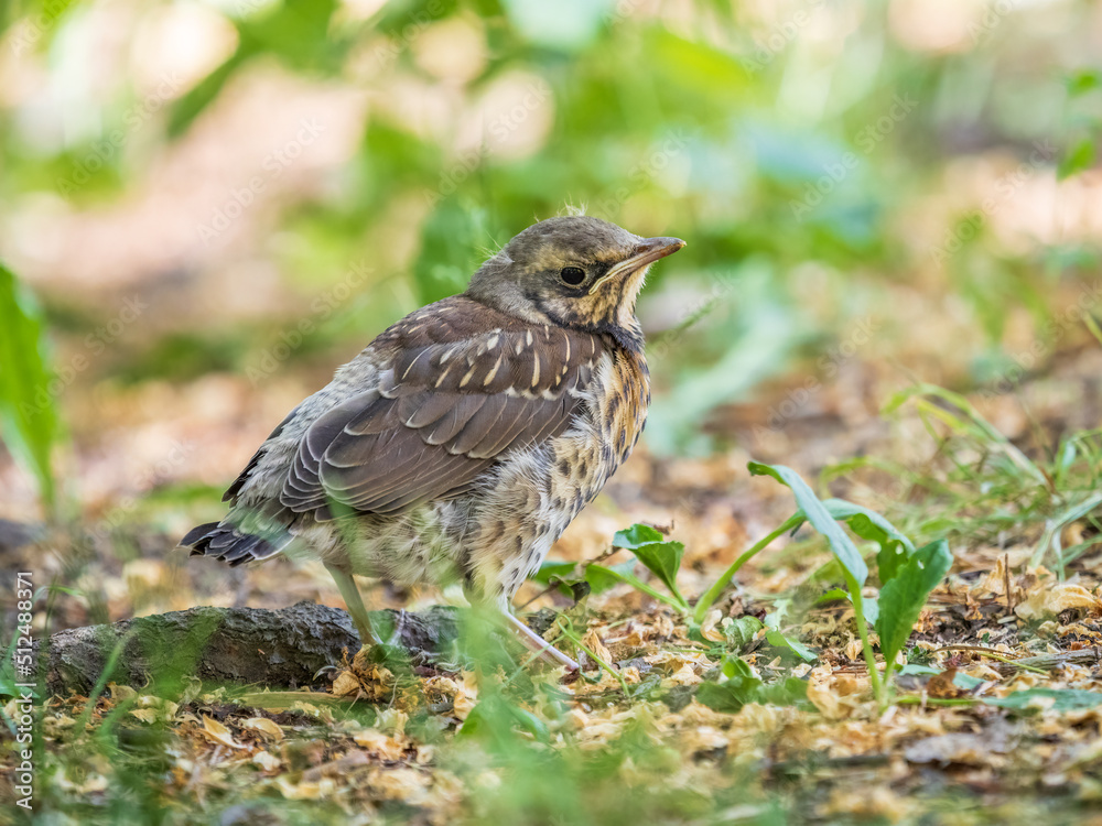 A fieldfare chick, Turdus pilaris, has left the nest and sitting on the spring lawn. A fieldfare chick sits on the ground and waits for food from its parents.
