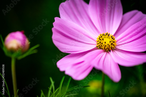 pink cosmos flower in garden