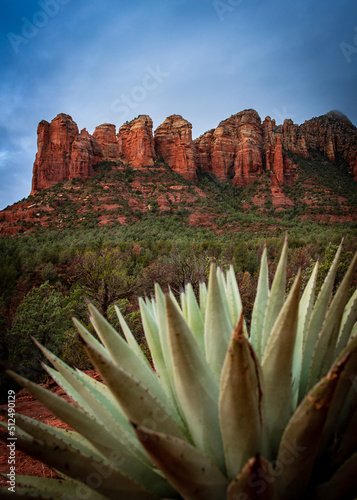Red Rock Canyon and Succulent in Sedona Arizona