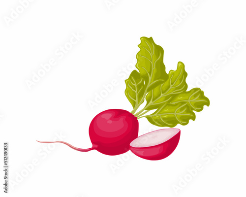 Radish. Image of a ripe radish with leaves. Fresh radish. Vitamin product of the vegetable garden. Organic vegetarian product. Vector illustration isolated on a white background