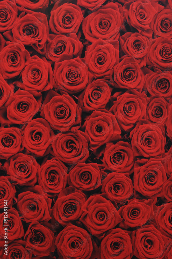 red roses background red roses background