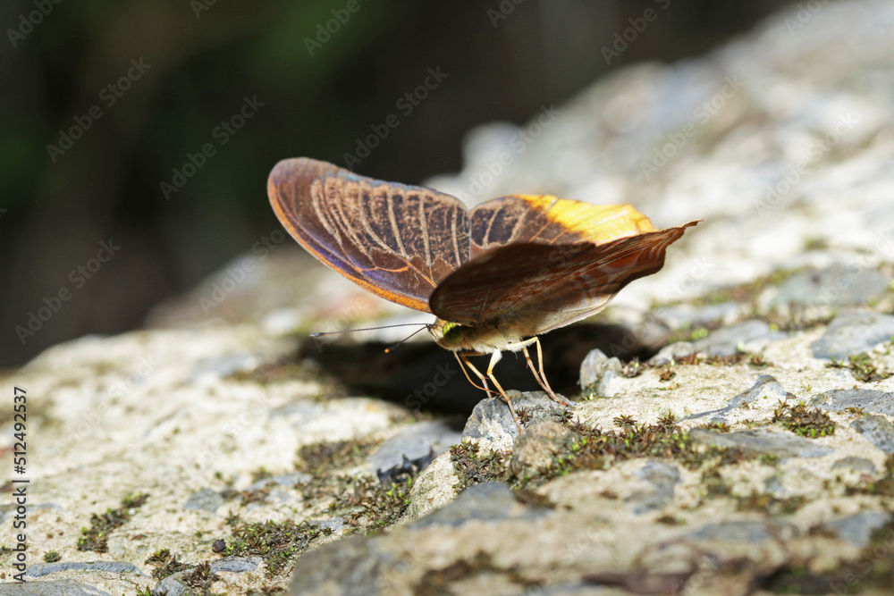a butterfly on ground a butterfly on ground