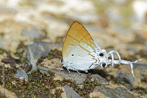 a butterfly on ground