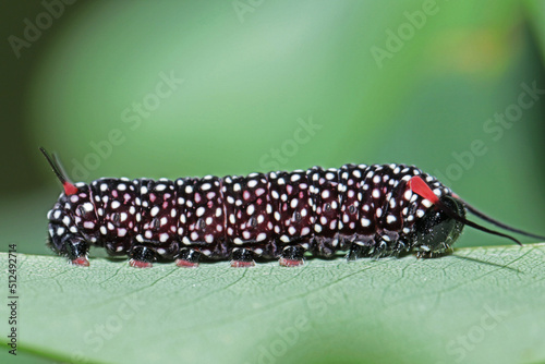 A caterpillar on green leaf