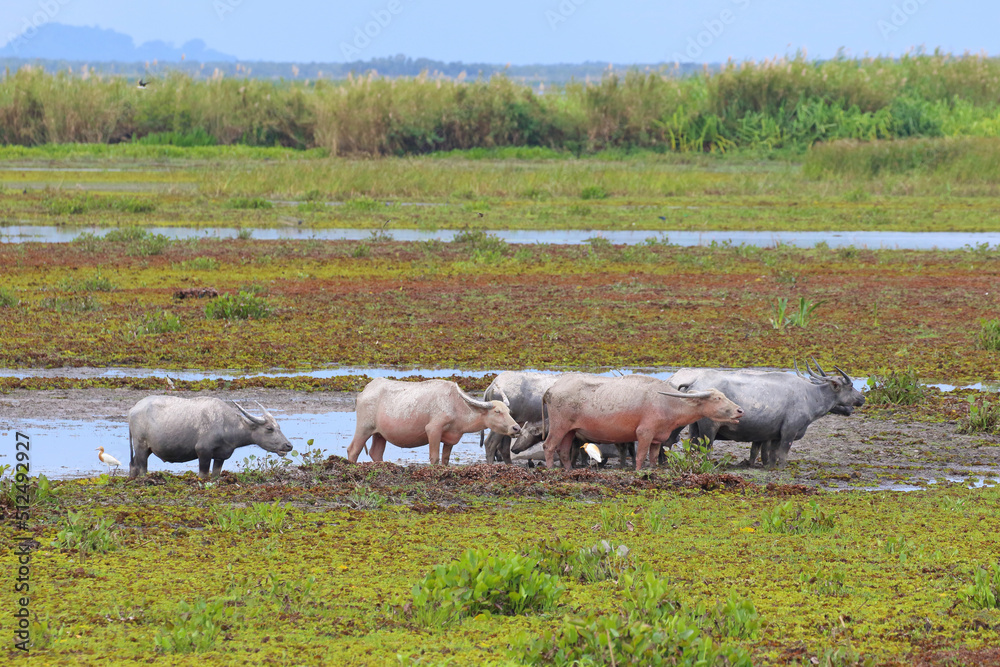 Fototapeta premium Water buffalo lives in a swamp, Nature background