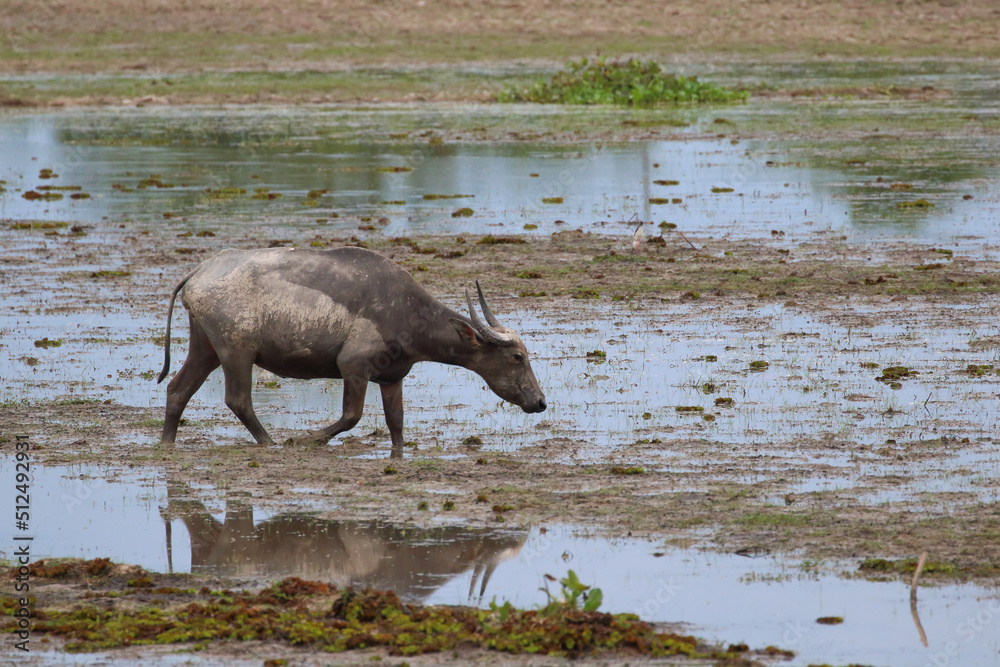 Water buffalo lives in a swamp, Nature background Water buffalo lives in a swamp, Nature background