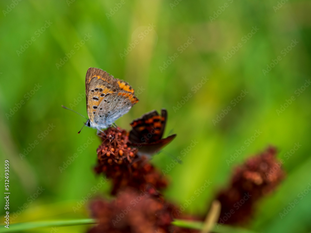 Obraz premium 草むらのヒョウモンチョウ