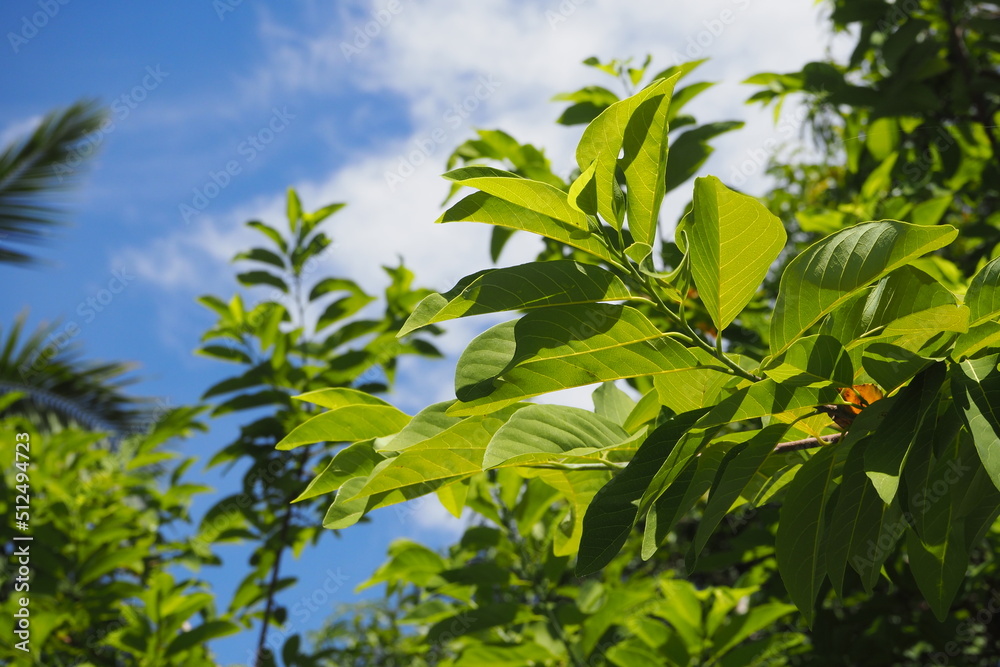 Green bush leaves in sunny weather on blue sky and white cloud background