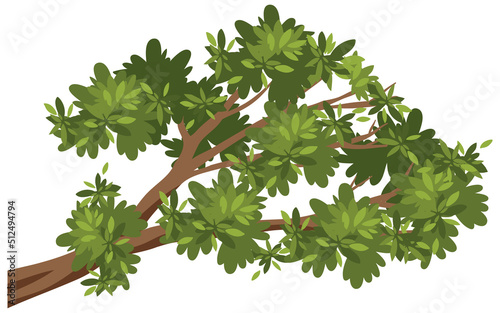 Isolated tree branch on white background