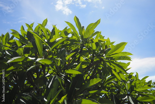 Green bush leaves in sunny weather on blue sky and white cloud background