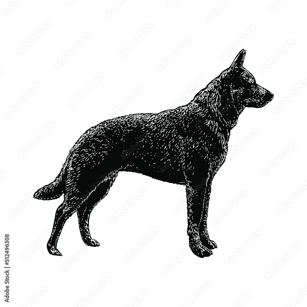 Labraheeler hand drawing vector illustration isolated on background Labraheeler hand drawing vector illustration isolated on background