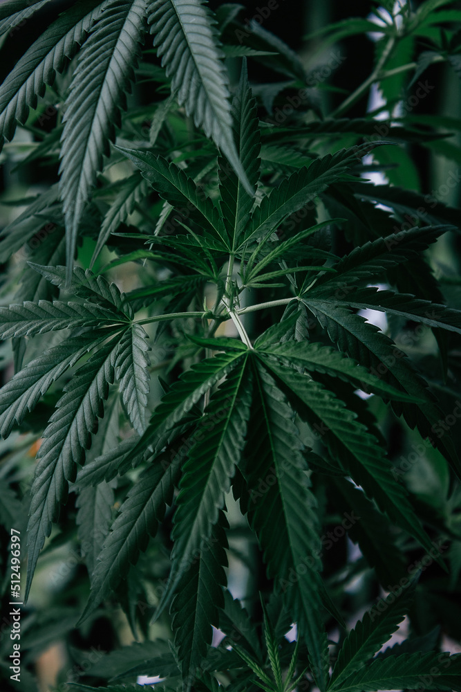 Cannabis plant close up. Dark green leafs. 