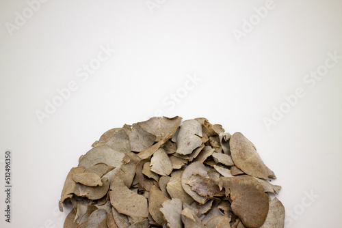 ドライユーカリの葉で描かれた半円 Hemicycle of dried eucalyptus leaves