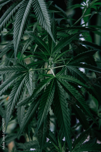 Cannabis plant close up. Dark green leafs. 
