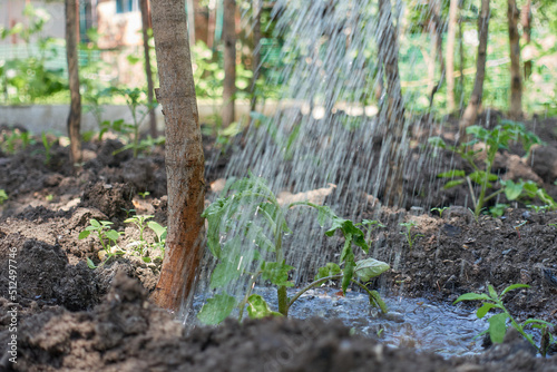 Water pours on a tomato sprout. Planting a vegetable garden for own consumption. The concept of agriculture and gardening for personal purposes. Selective focus.