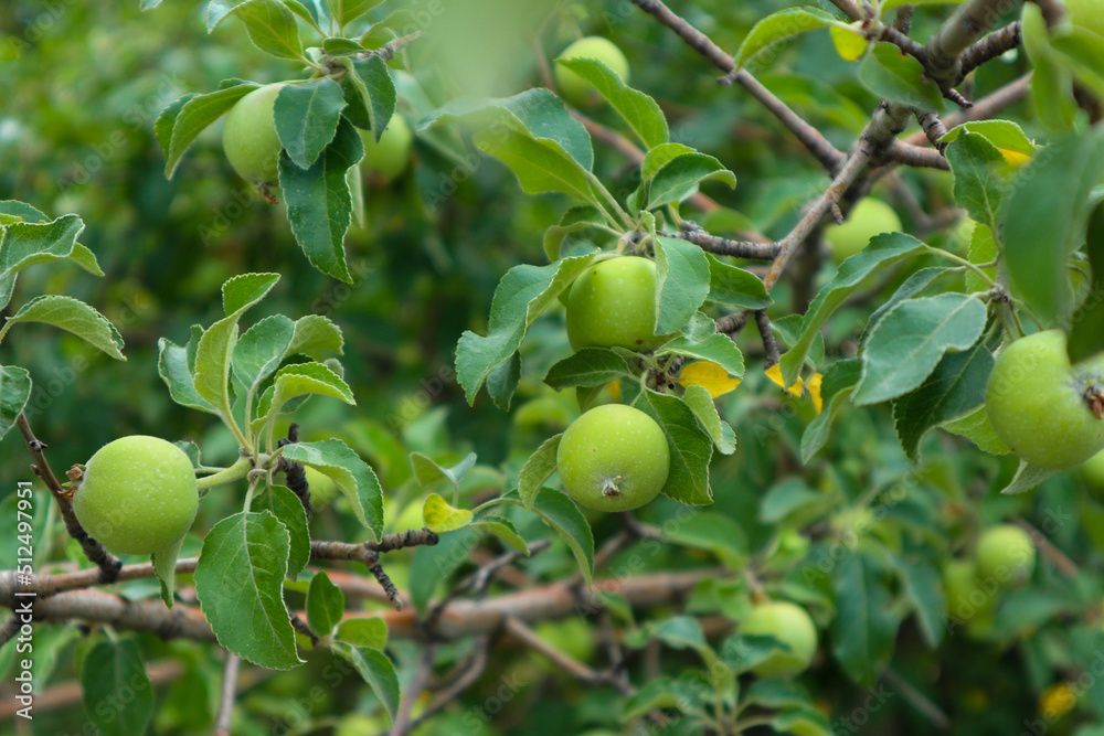 small green apples on a branch. young apples