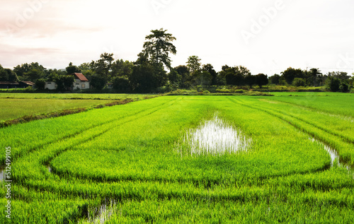Beautiful green rice field in rural and blue sky reflect on water surface. Beautiful curves of lush green rice fields growing with light reflecting the on surface of the water in the fields.