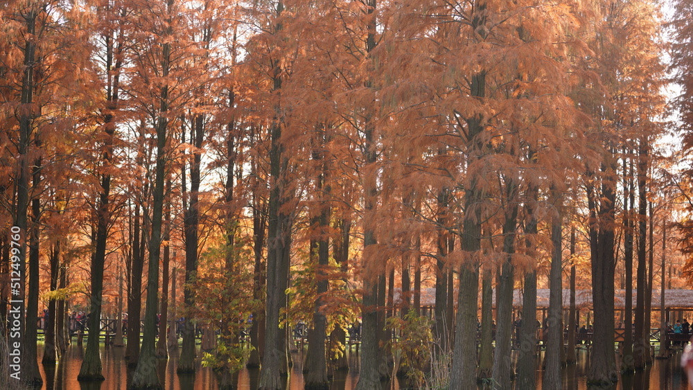 Fototapeta premium The beautiful forest view on the water in autumn