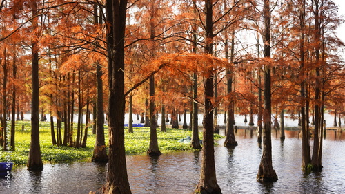 Photography The beautiful forest view on the water in autumn