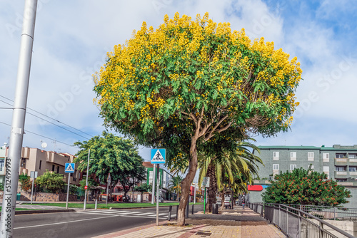 Senna spectabilis tree with yellow inflorescences of flowers in the middle of a city street in La Laguna town on the Canary Islands in Spain. Exotic cityscape with flowering plant photo