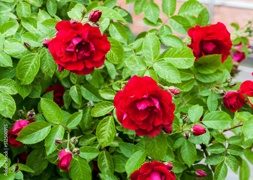 Red rosehip flowers on a background of green leaves