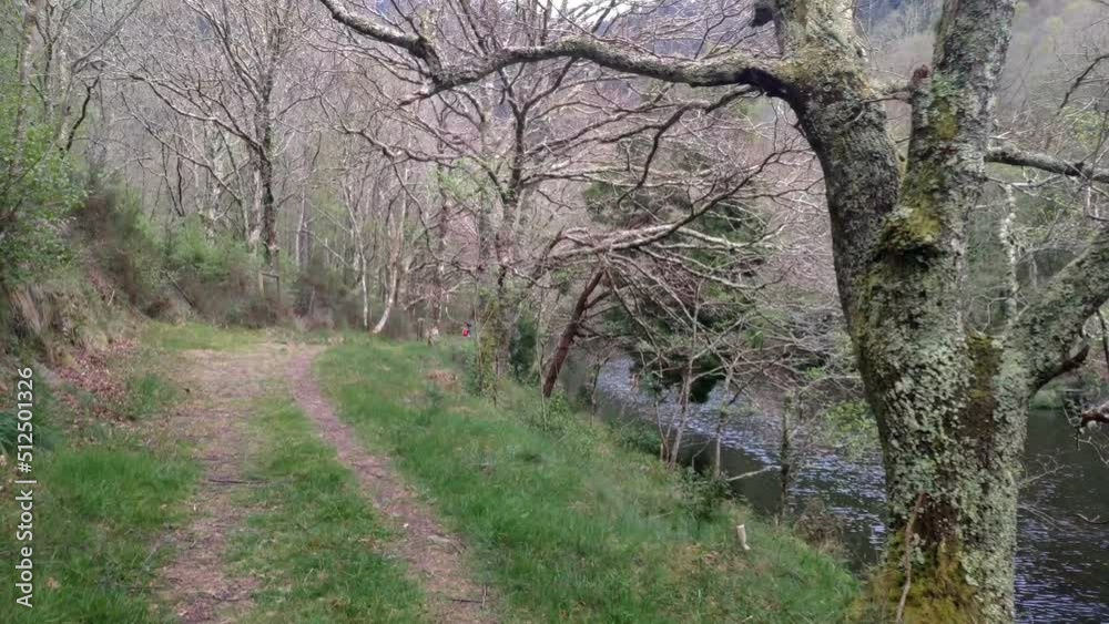 walking along the hiking trail under oak trees along the Sor River in spring on a bright day. shot traveling forward. Lugo, Galicia, Spain walking along the hiking trail under oak trees along the Sor River in spring on a bright day. shot traveling forward. Lugo, Galicia, Spain