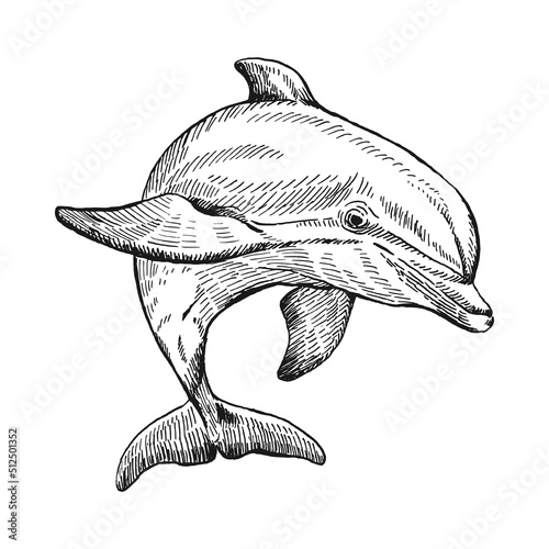 Hand drawn dolphin. Vector illustration in sketch style. Jumping dolphin isolated on white background.
