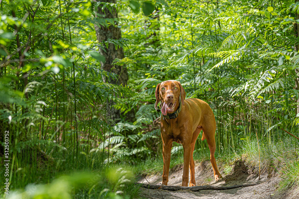 Eine sehr schöne Vizsla Hündin  zwischen den Farn!