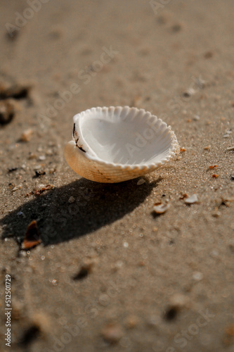 shell on the beach